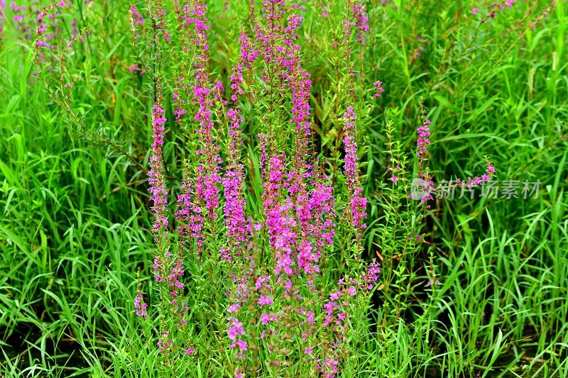 Lythrum anceeps /日本loosestrife